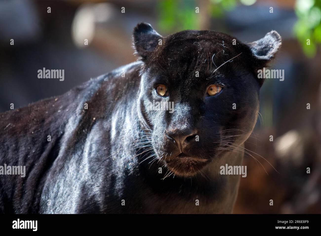 Black Jaguar Stock Photo