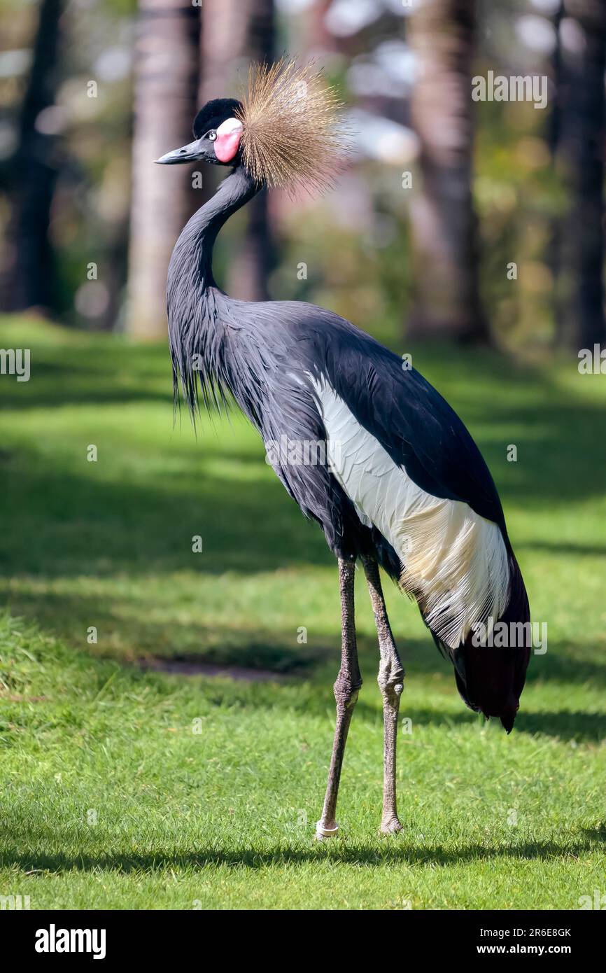 Black Crowned Crane Stock Photo - Alamy