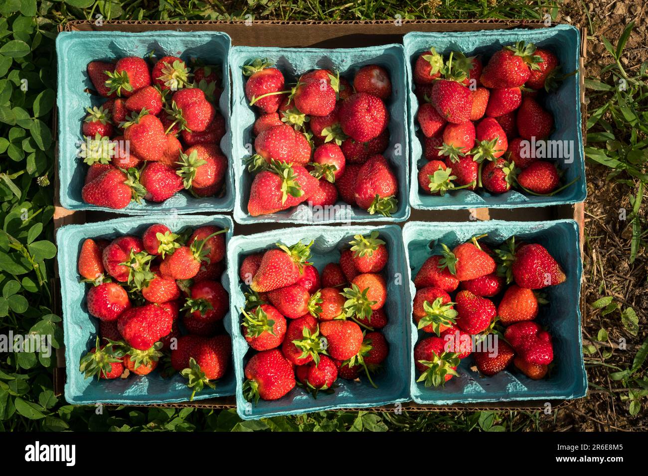 Birdseye view of strawberries in containers on green field Stock Photo
