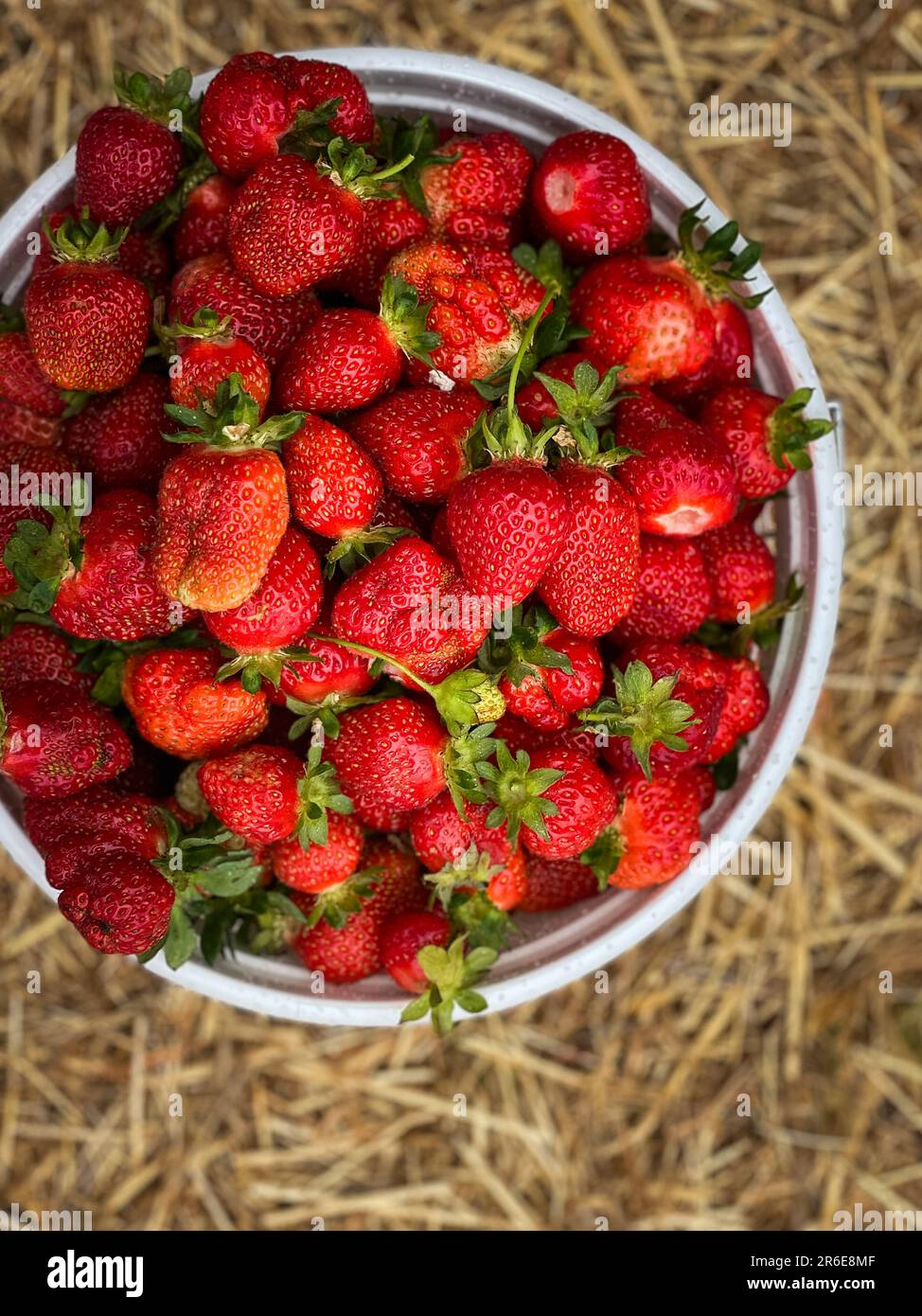 Birdseye view of strawberries in container Stock Photo Alamy