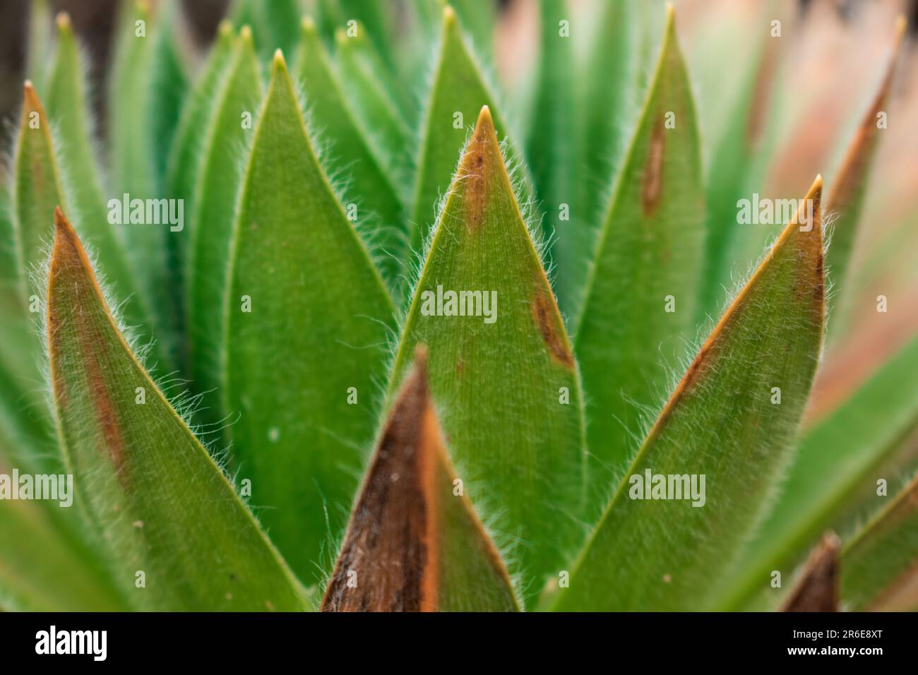 Close up of green colombian plant in paramo Stock Photo