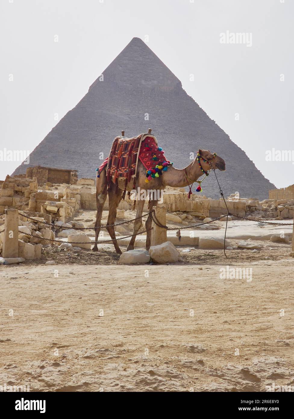 camel in egypt with the majestic pyramids of giza in the background ...