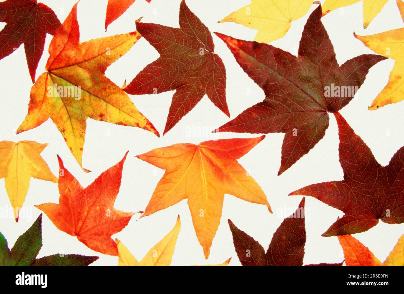 Autumn leaves of the eucalyptus tree (Liquidambar styraciflua pendula ...