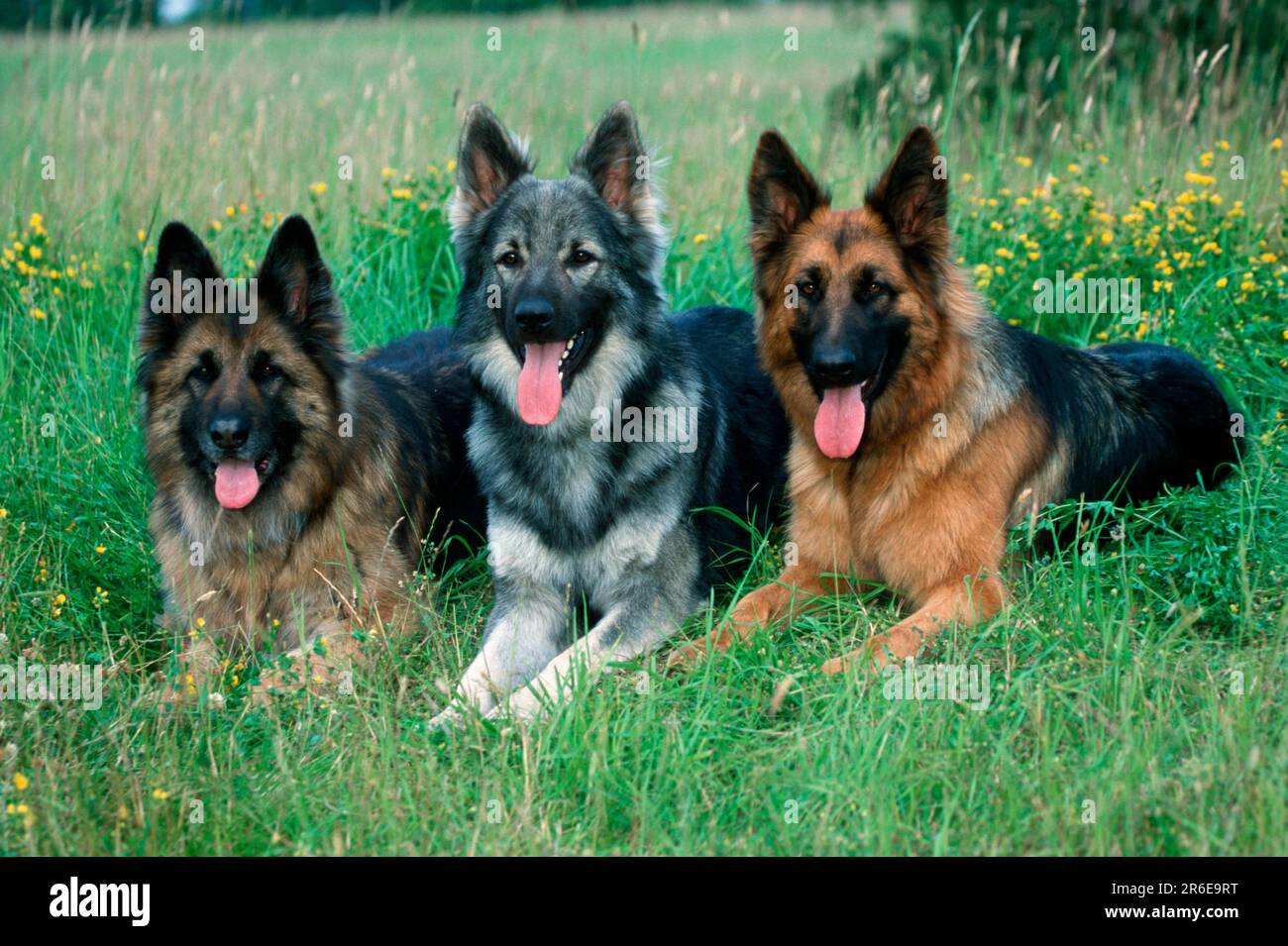 Old German Shepherd Dogs, German Shepherd Dog Stock Photo Alamy