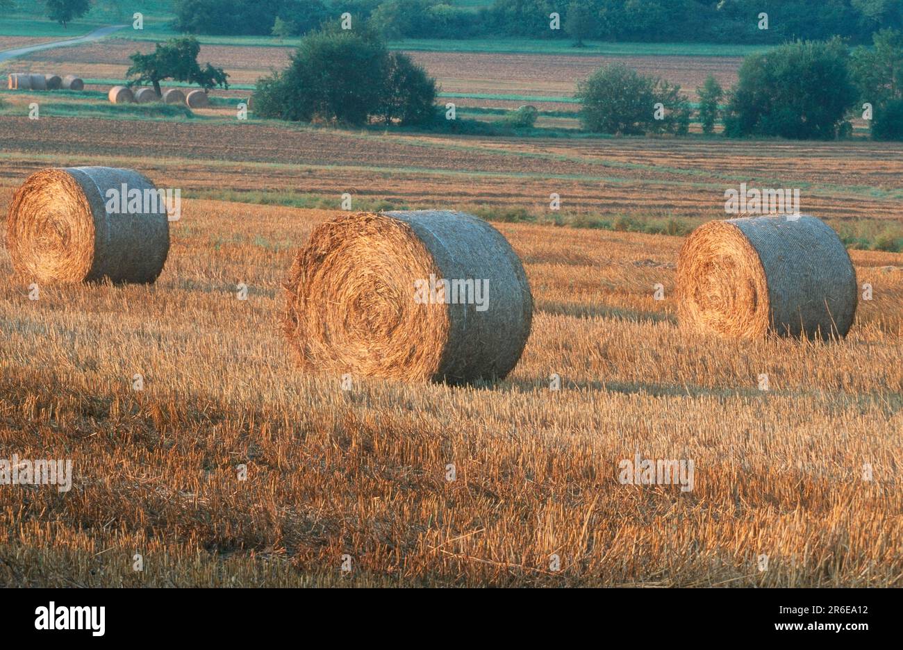 Straw bales on a stubble field Stock Photo - Alamy