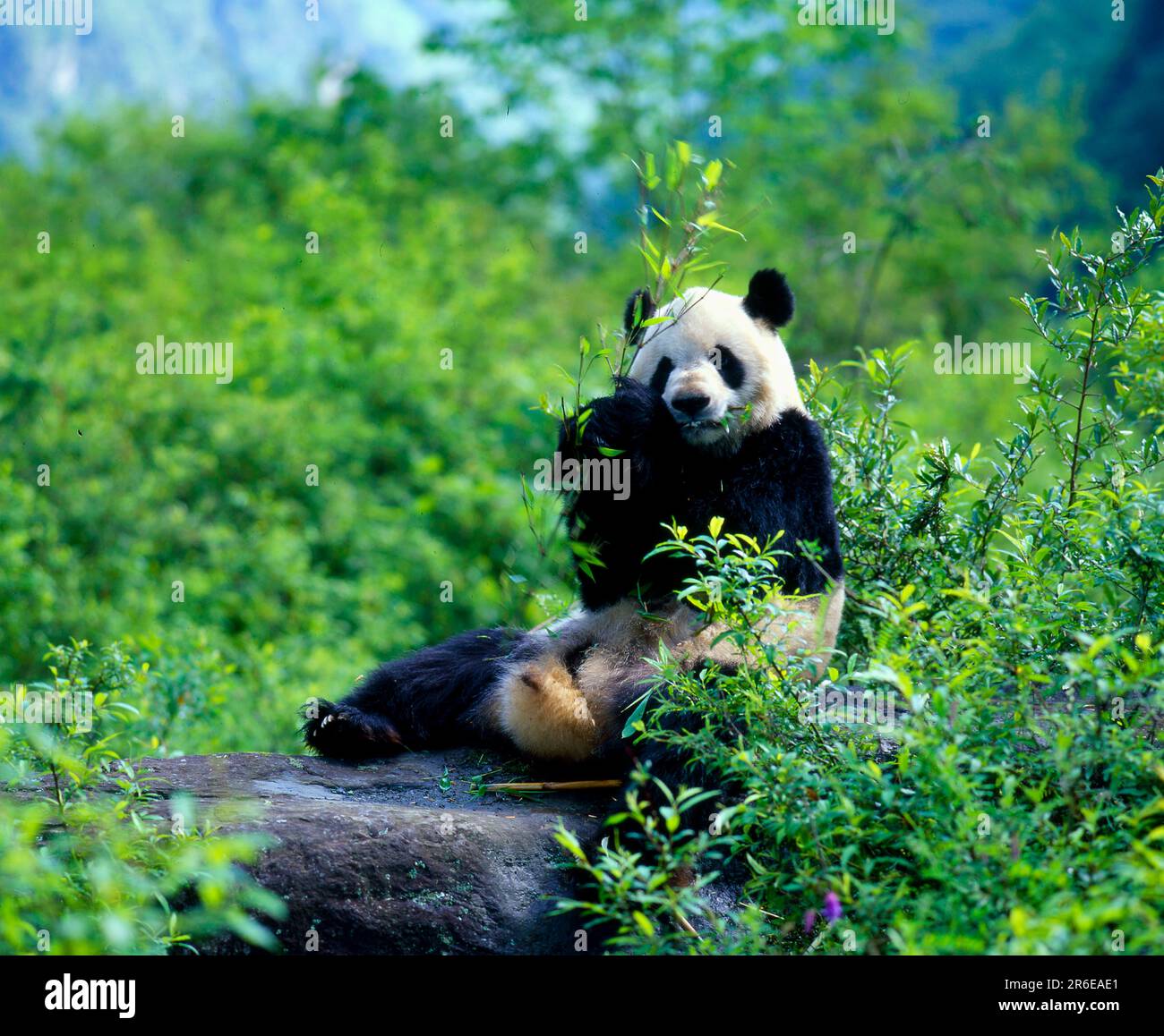 Giant Panda (Ailuropoda melanoleuca), Panda Bear Stock Photo - Alamy