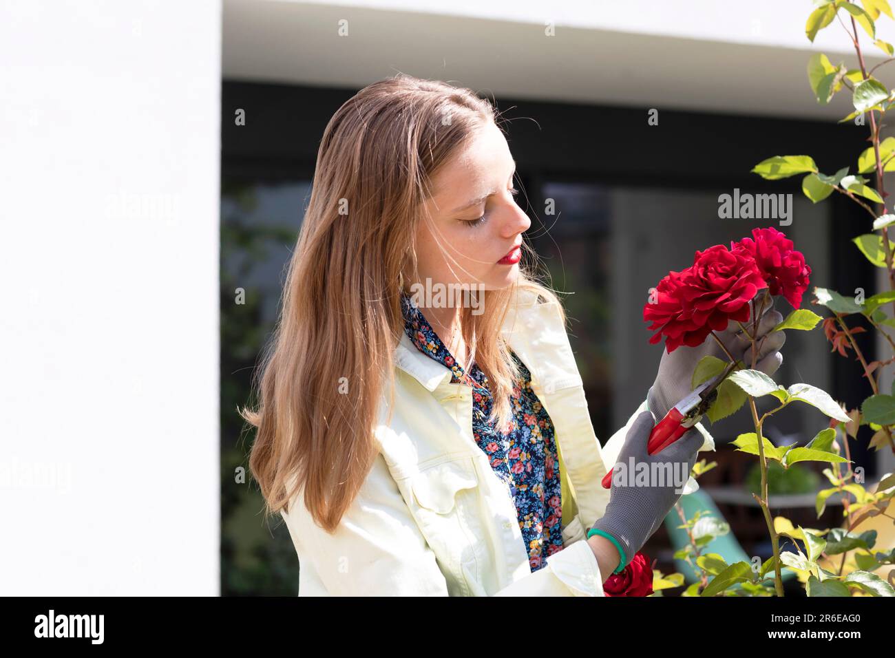 Young white rose in garden hi-res stock photography and images - Alamy