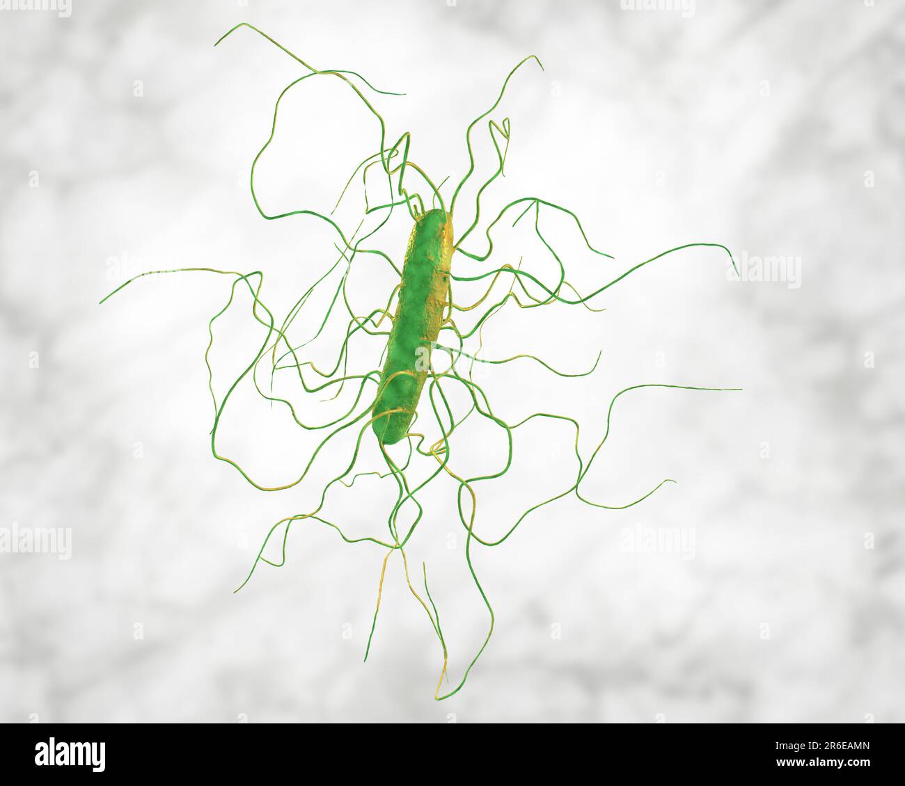 Clostridium difficile bacterium with peritricous flagella, computer illustration. C. difficile is Gram-positive, anaerobic, spore forming, rod-shaped Stock Photo