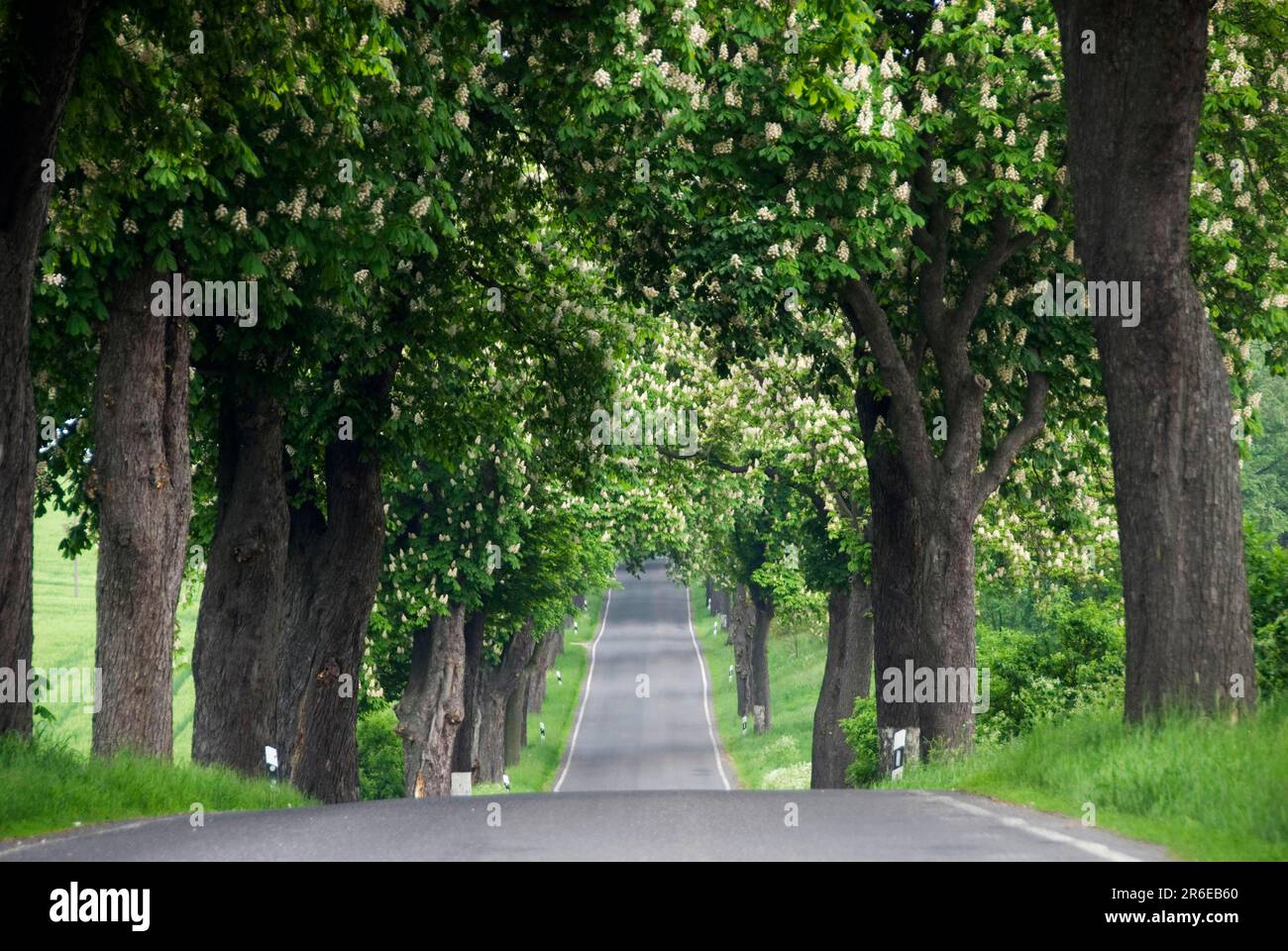 Horse Chestnut (Aesculus hippocastanum) Avenue, Neu-Gunterberg, Angermunde, Brandenburg, Germany, Angermuende, Neu-Guenterberg Stock Photo