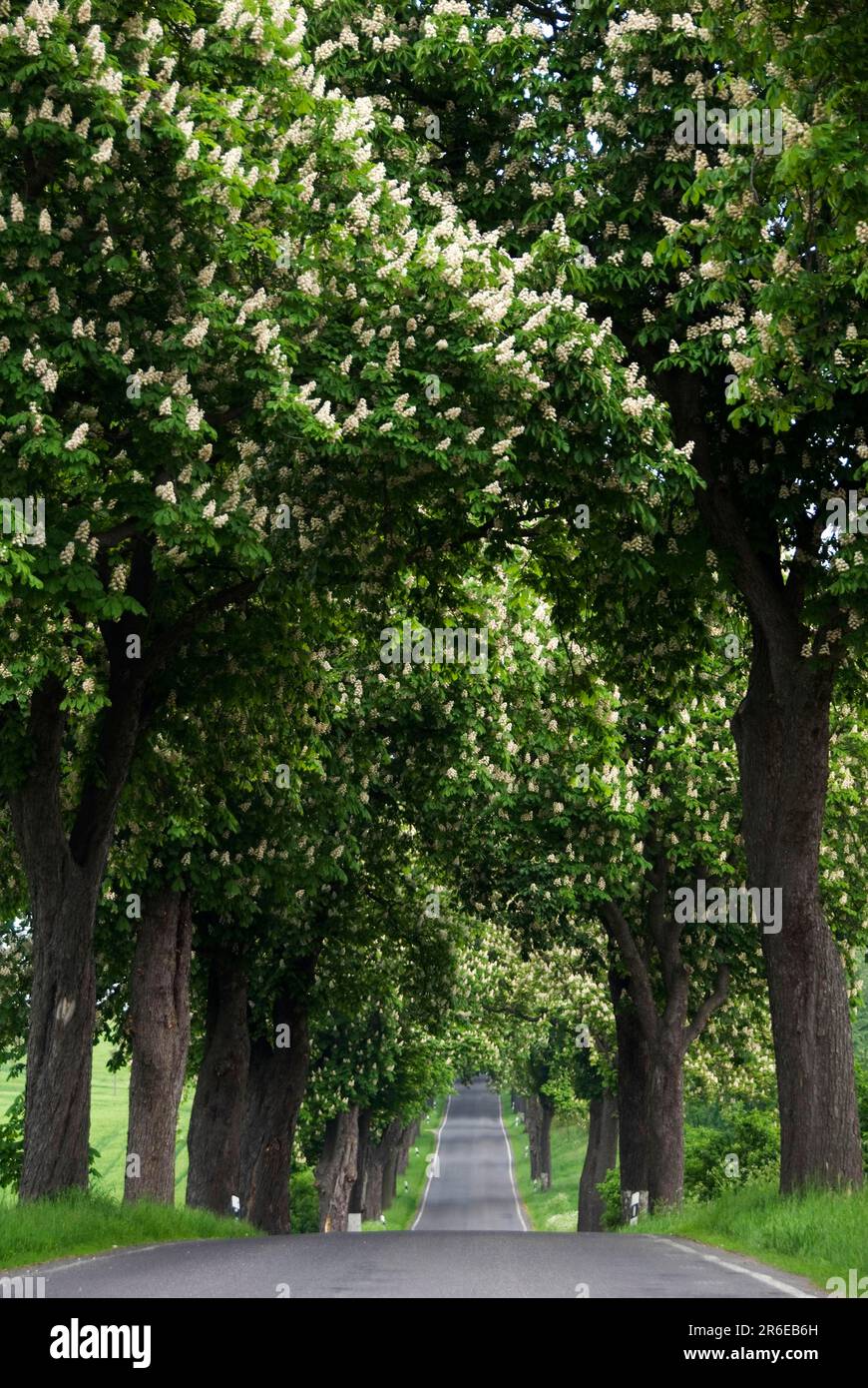 Horse Chestnut (Aesculus hippocastanum) Avenue, Neu-Gunterberg, Angermunde, Brandenburg, Germany, Angermuende, Neu-Guenterberg Stock Photo