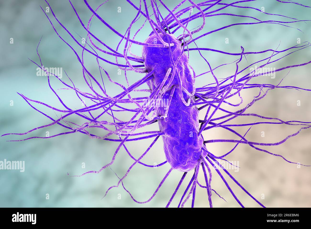E. coli bacteria. Computer artwork of three Escherichia coli bacteria