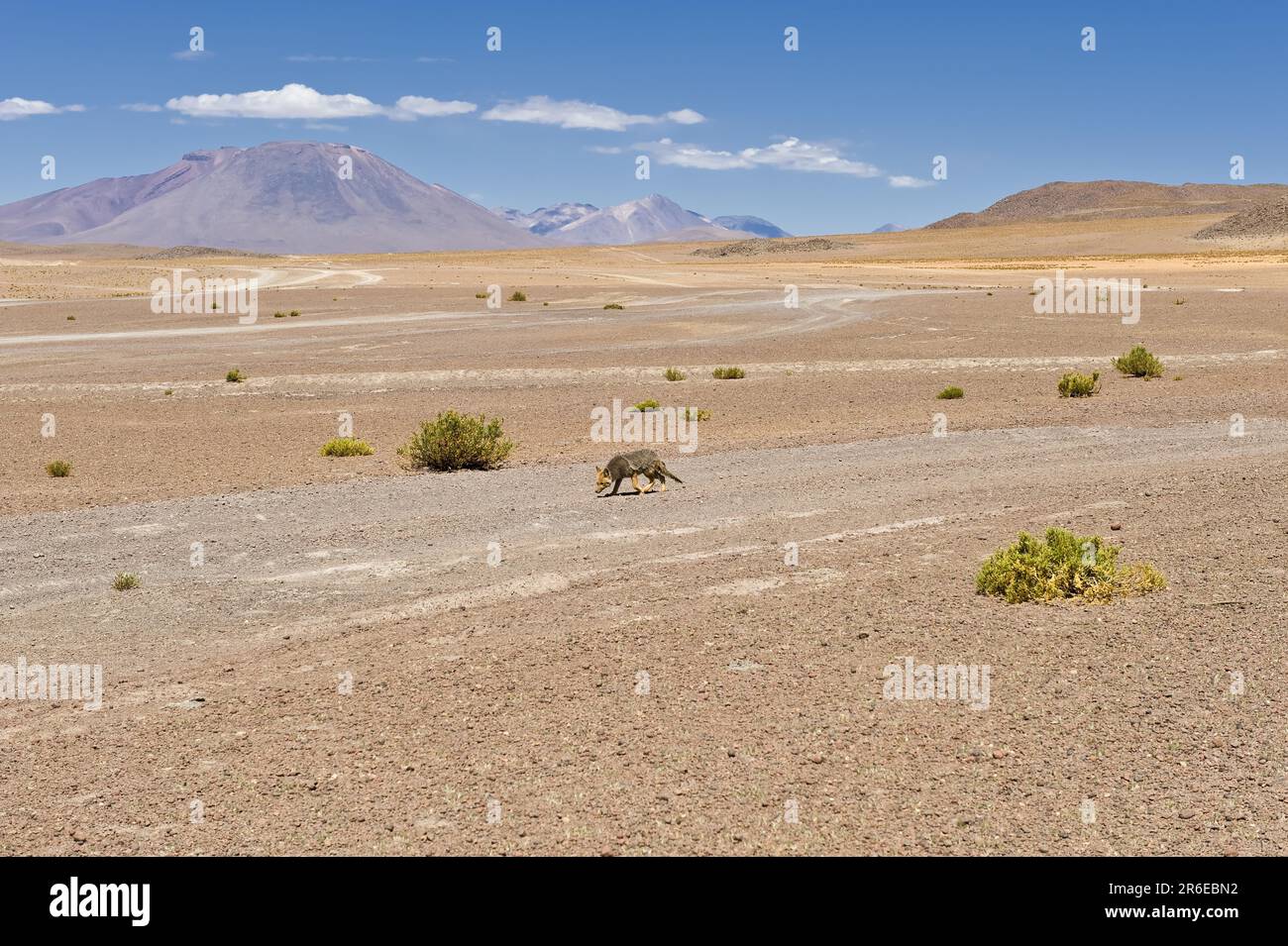 South american gray fox (Lycalopex griseus), Altiplano, Patagonian fox, Bolivia Stock Photo