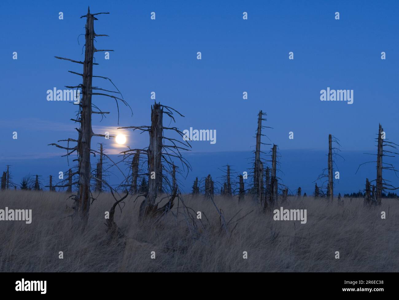 Dead trees, moonrise, High Fens, full moon, Germany Stock Photo