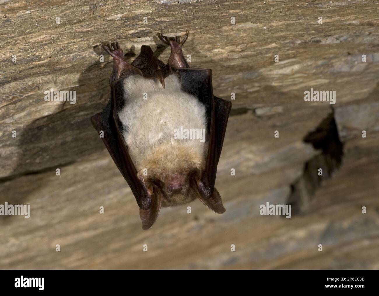 Greater mouse eared bat (Myotis myotis), giant bat Stock Photo