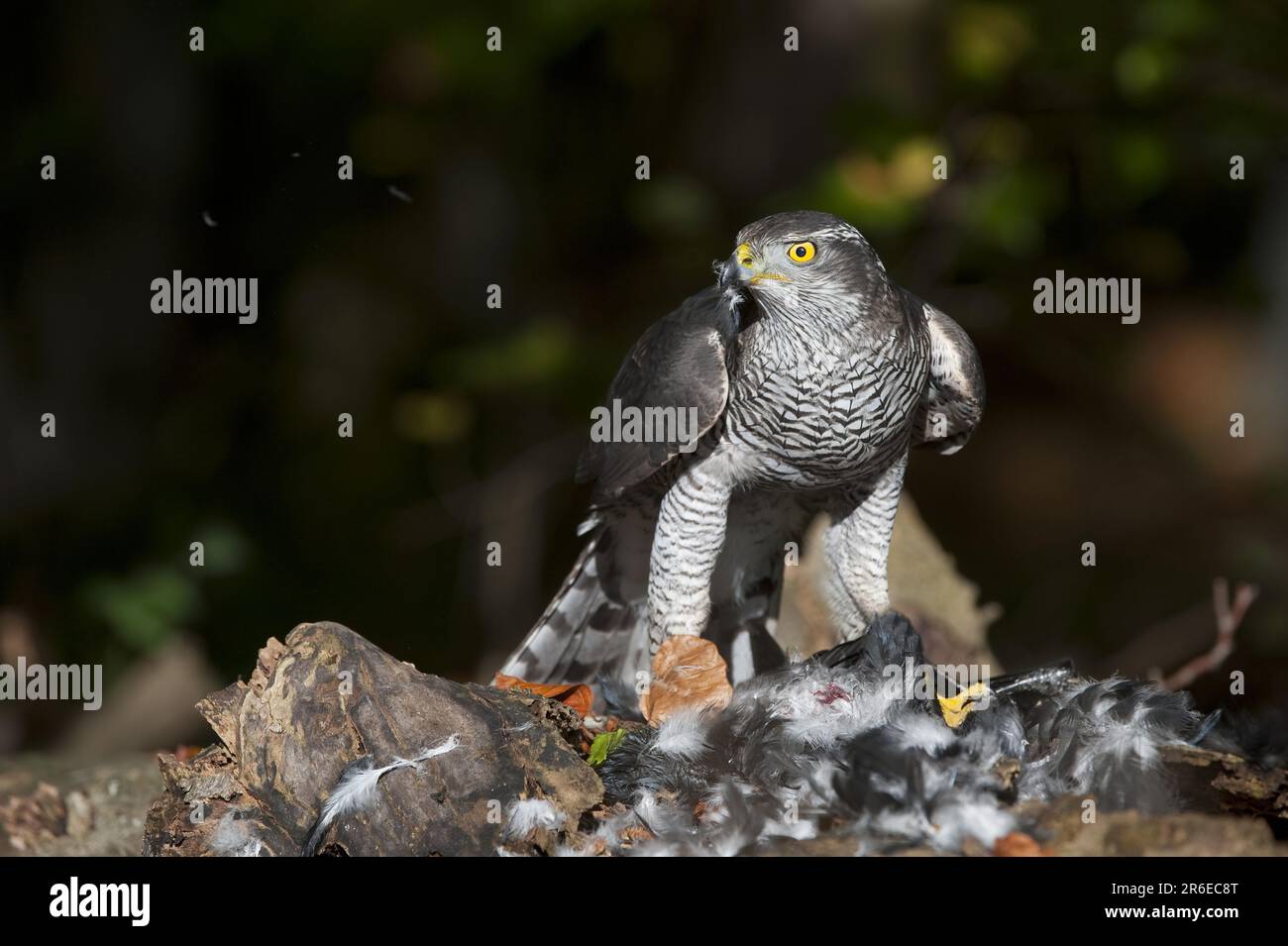 Northern goshawk (Accipiter gentilis) with preyed raven, raven crow, crow, Germany Stock Photo