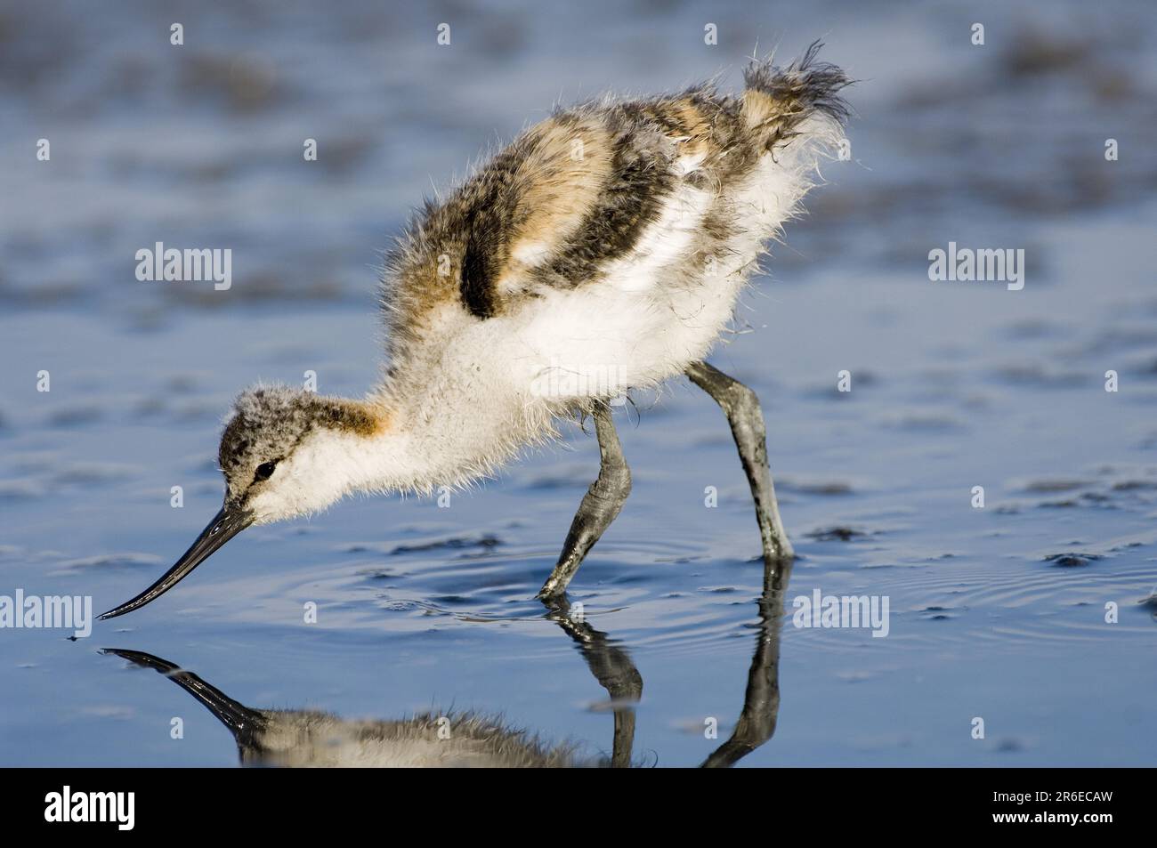 Avocet, chick (Recurvirostra avosetta), side Stock Photo