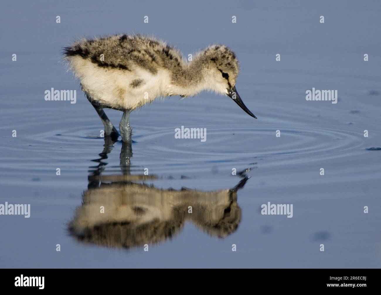 Avocet, chick (Recurvirostra avosetta) Stock Photo