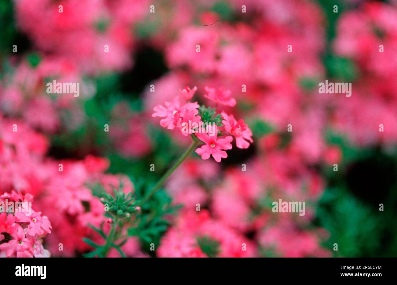 Verbena officinalis flower hi-res stock photography and images - Alamy