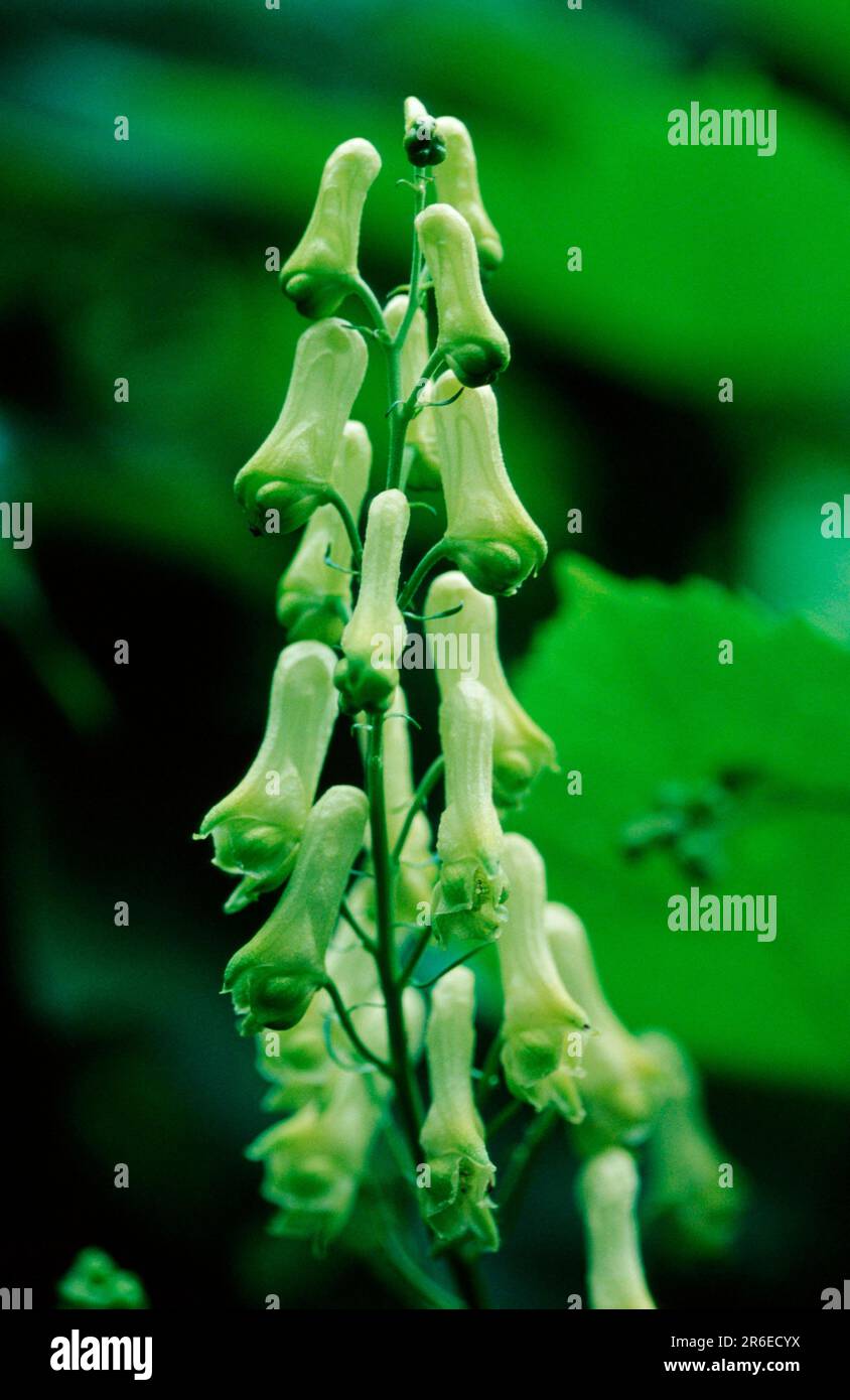 (Aconitum vulparia) Stock Photo
