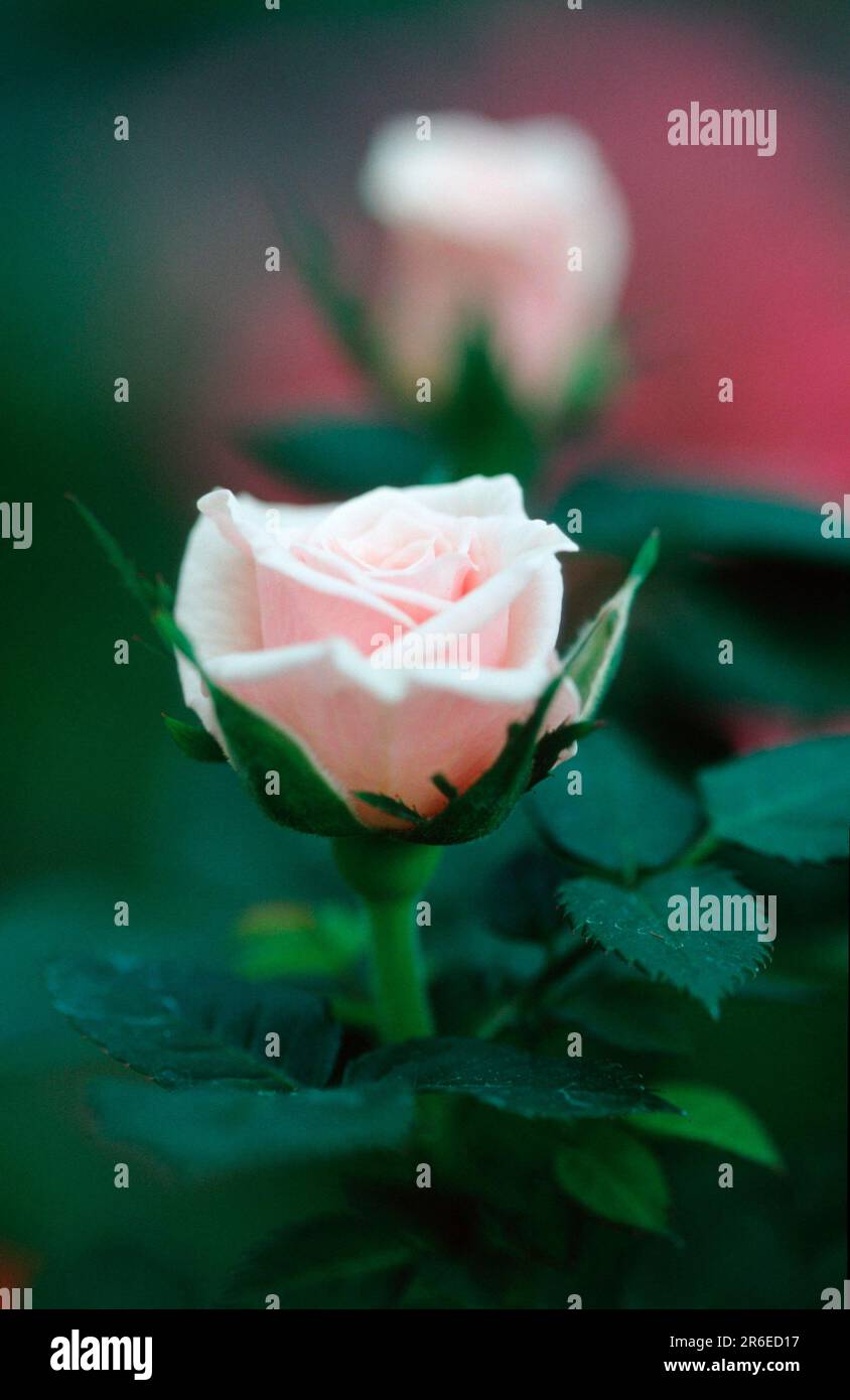 Flowers, flowers, ornamental plants, rose family, Rosaceae, blossoms, bloom, vertical, pink, pink Stock Photo