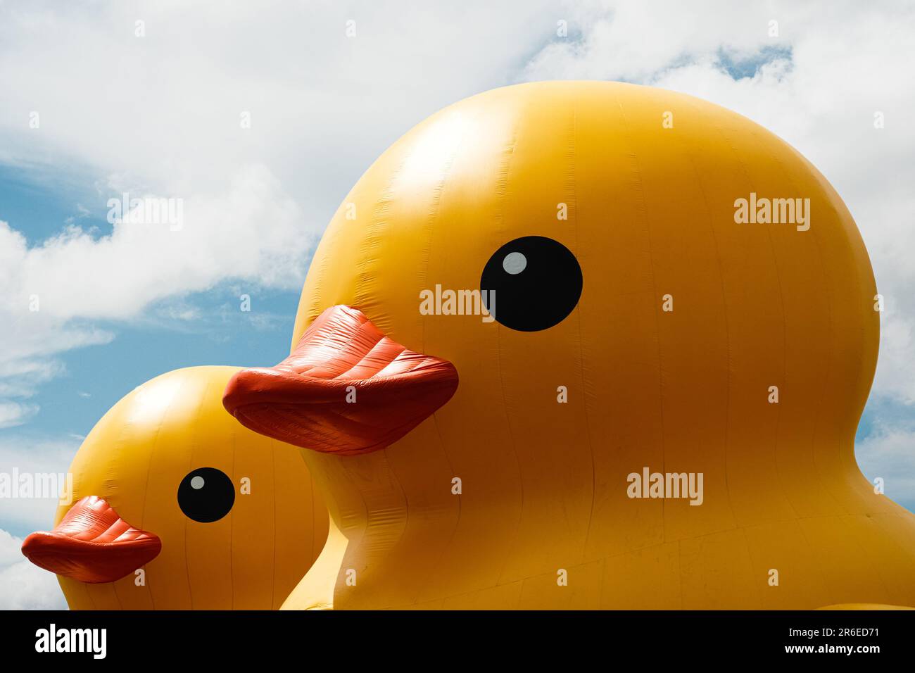 Two rubber ducks hi-res stock photography and images - Page 3 - Alamy