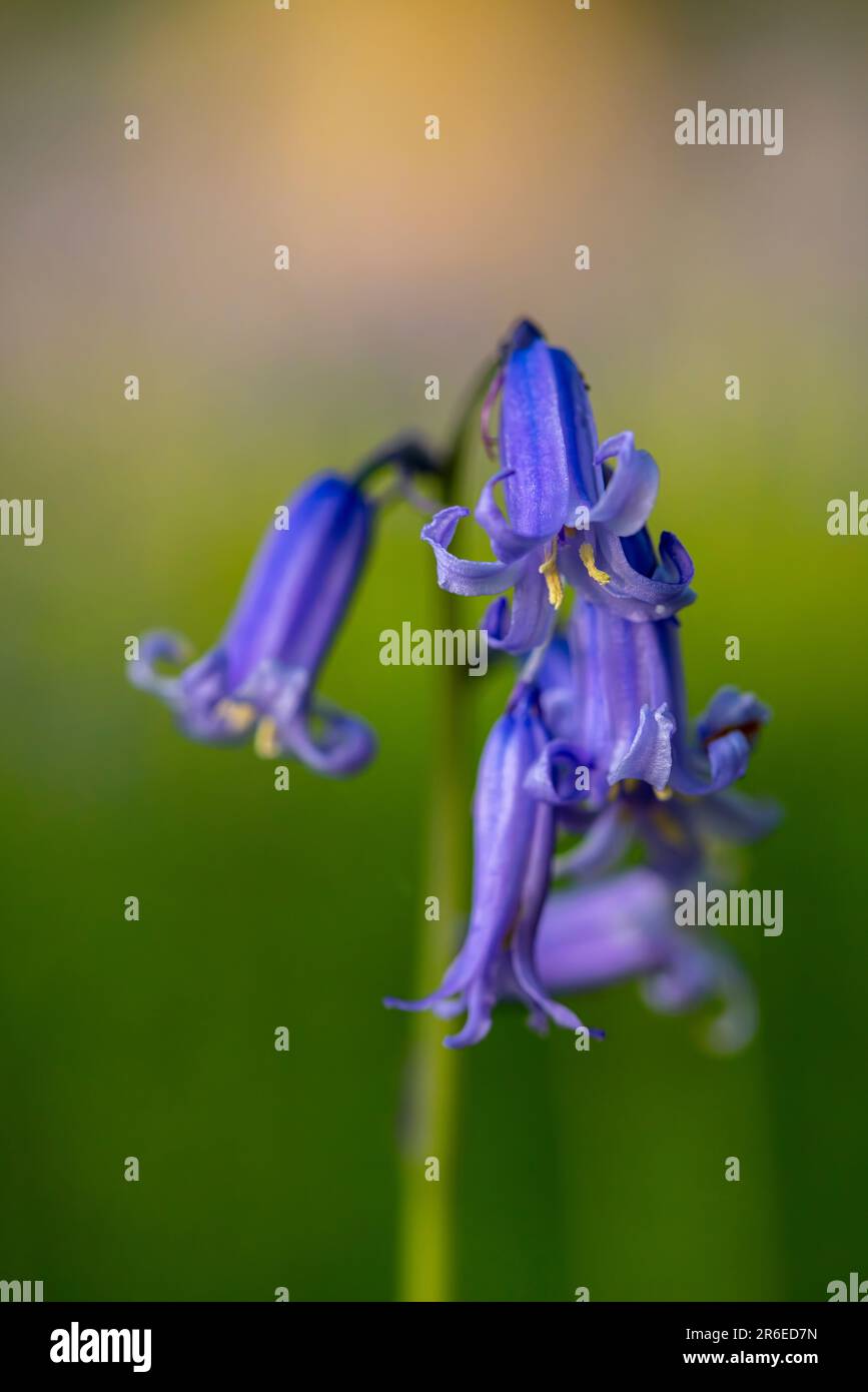 BLUEBELL definition and meaning