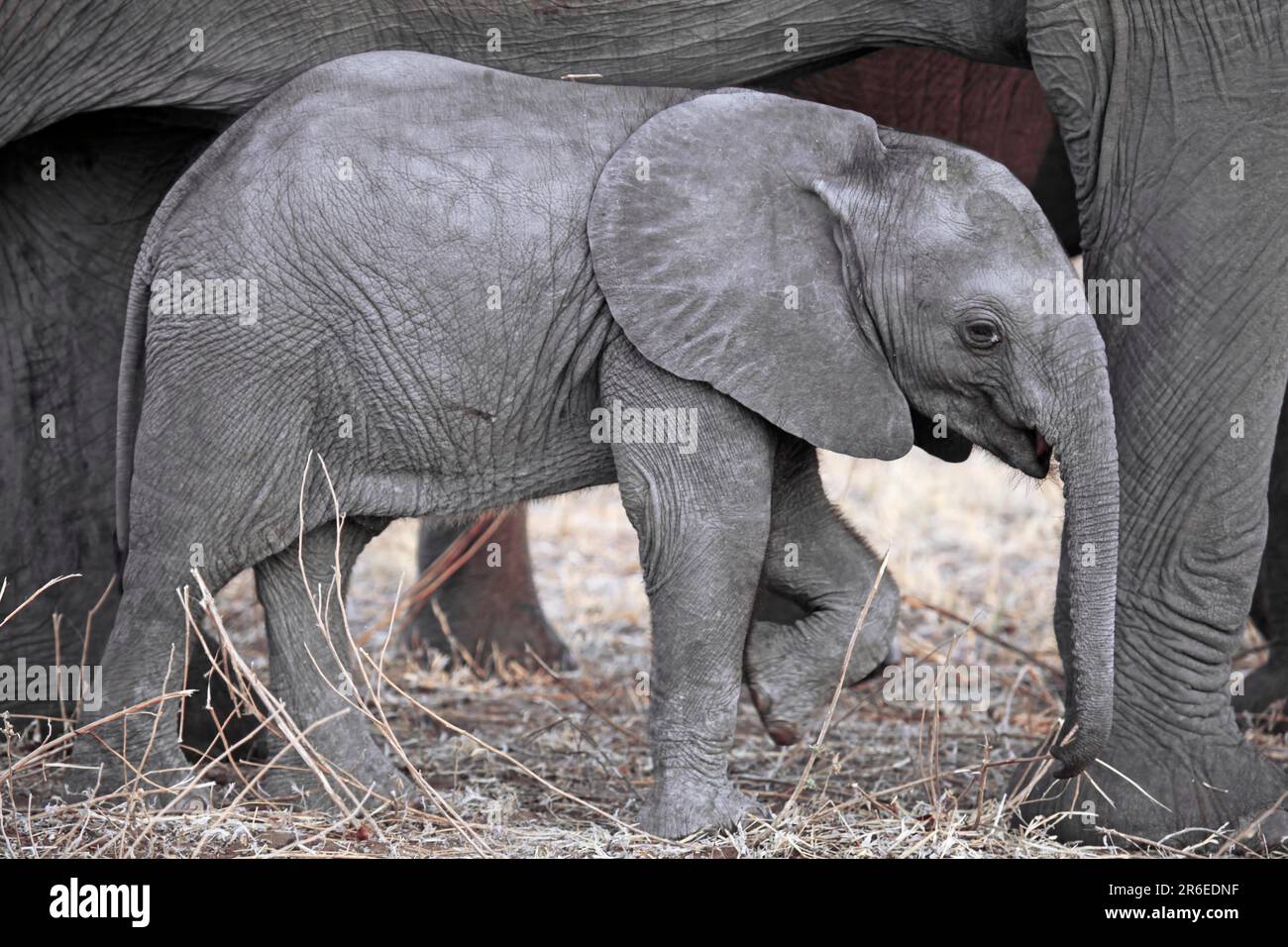 Young elephant, Chobe National Park, Botswana, young elephant, Chobe, Botswana Stock Photo