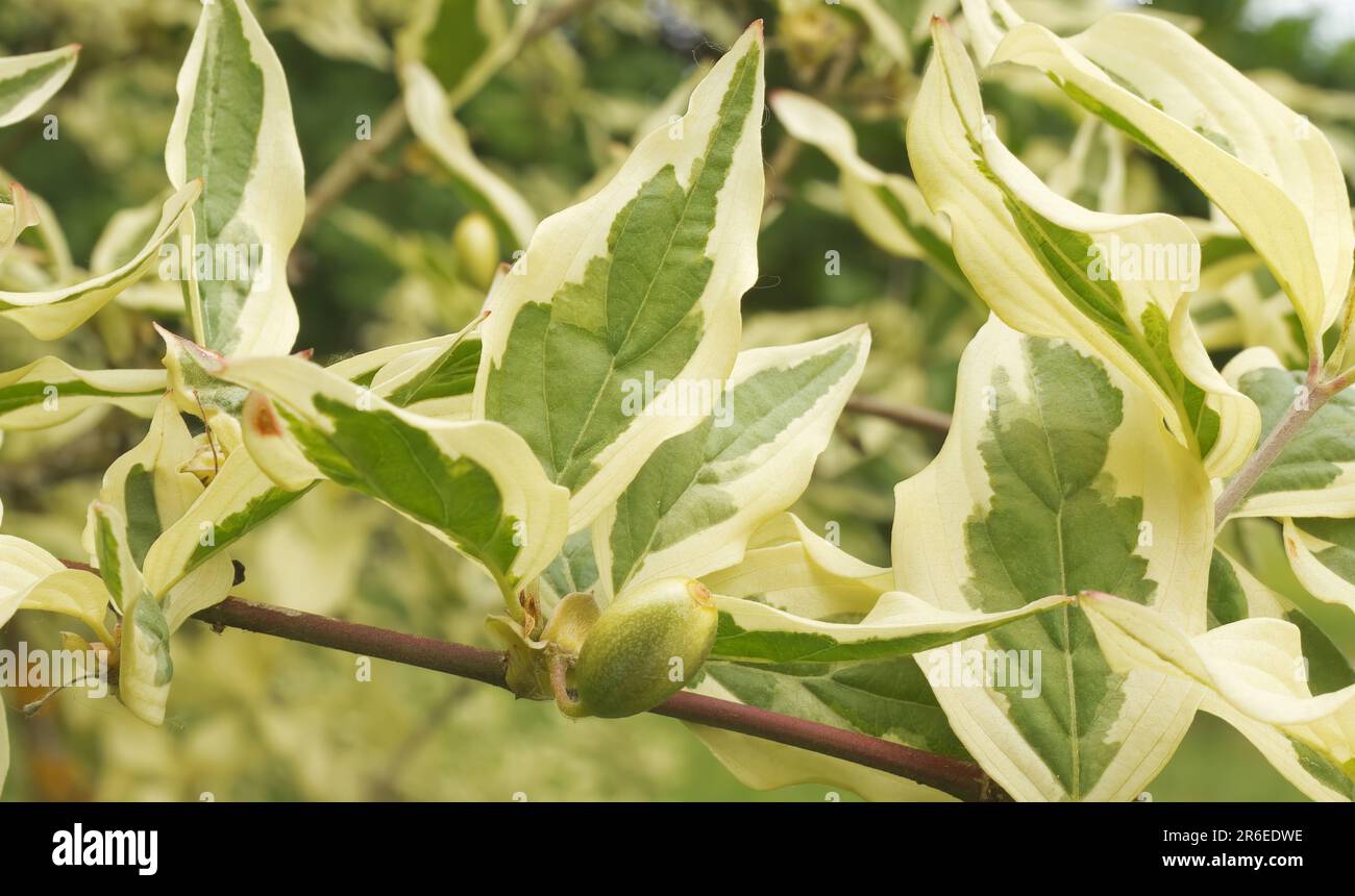 Closeup of a twig of Cornus mas Variegata tree with leaves and still unripe fruit, selective focus. The tree is also known as Cornelian cherry, Europe Stock Photo