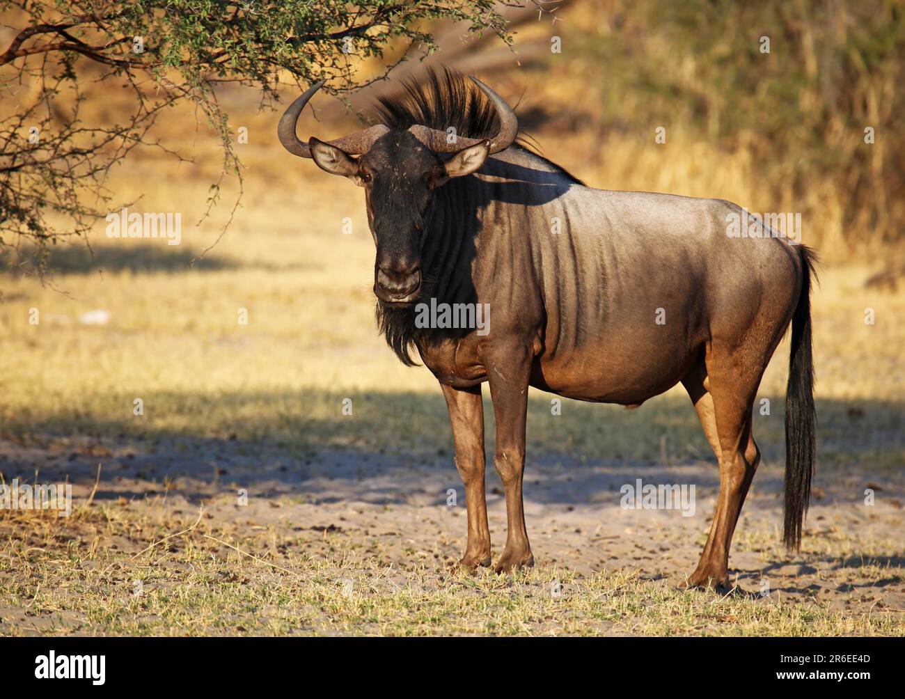 Streifengnu, blue wildebeest (Connochaetes taurinus), Makgadikgadi Pans National Park, Botswana, Botsuana Stock Photo