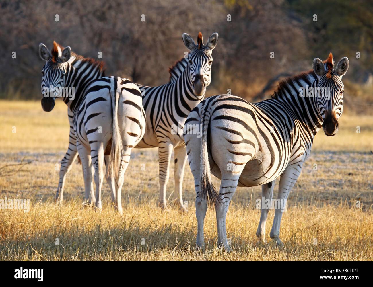 ZebraMigration im Makgadikgadi Pans National Park, Botswana, zebras at