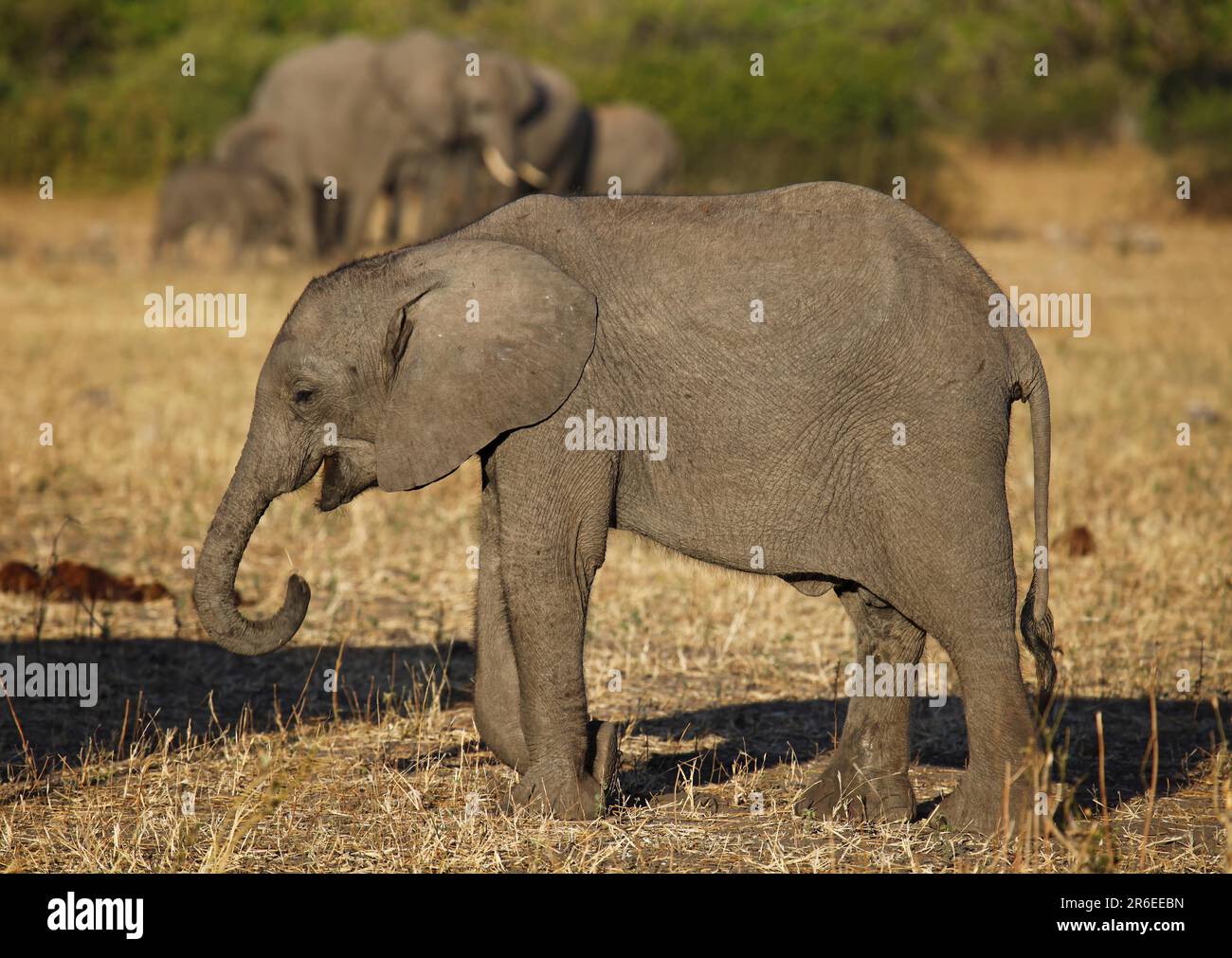 Young elephant, Chobe National Park, Botswana, young elephant, Chobe, Botswana Stock Photo