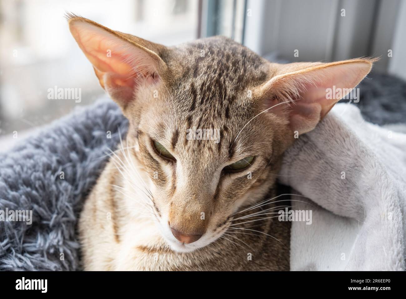 Domestic Cat Big Ears Types Of Oriental Cats Oriental Shorthair