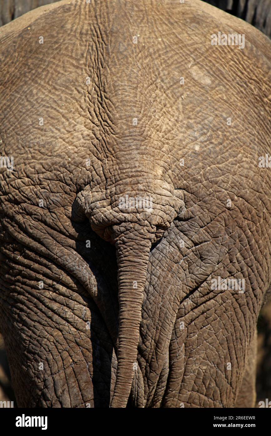 Elephant Buttocks Stock Photo. Image Of Tail, Nature - 28917886