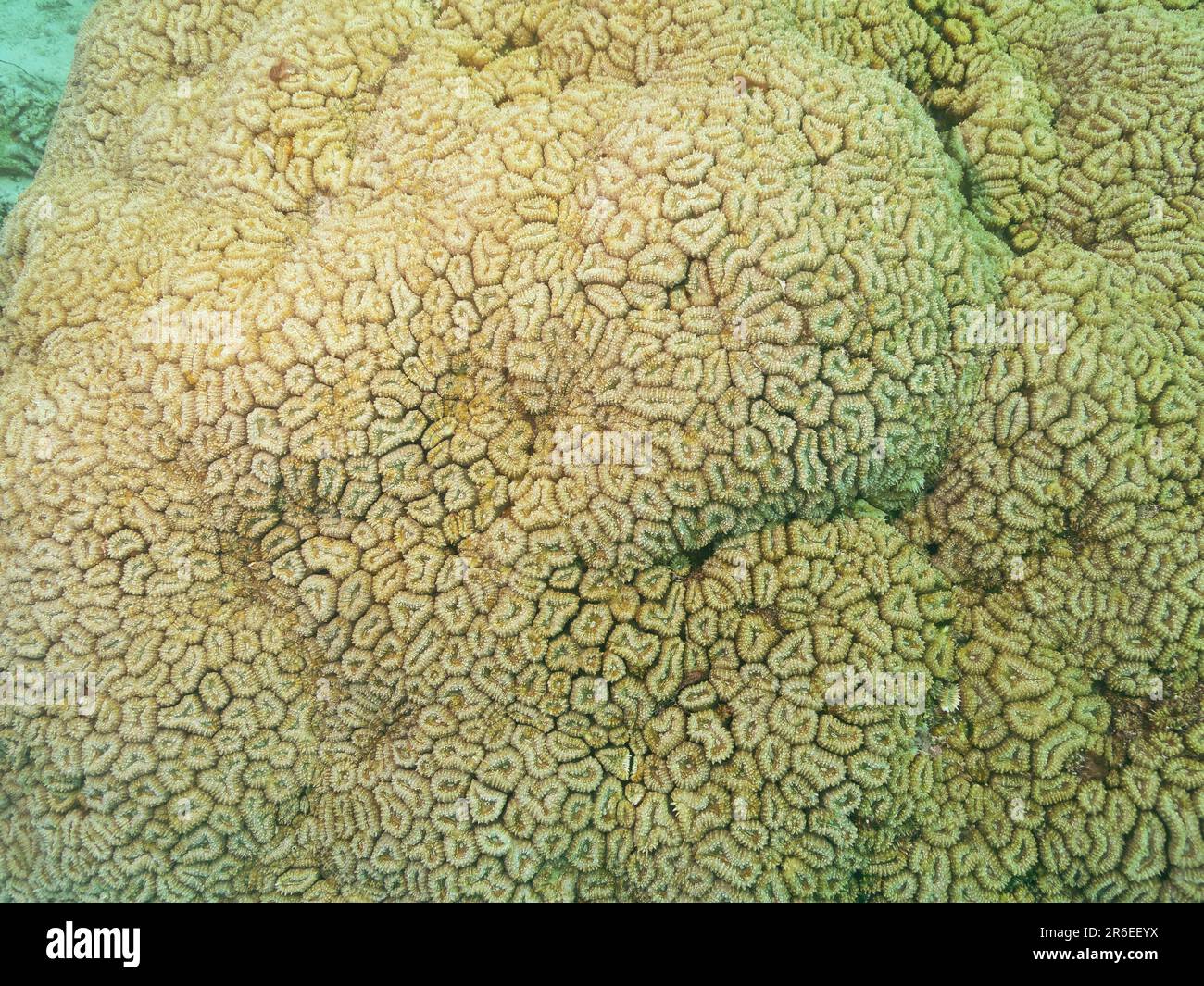 Honeycomb hard coral or Favia Favus at the bottom of the Red sea in Egypt Stock Photo