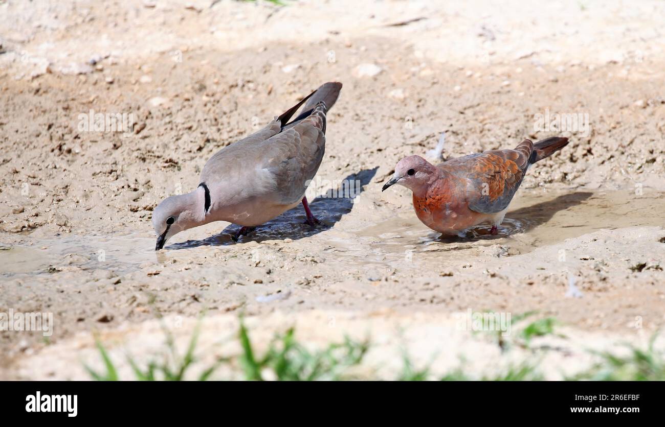 Cape turtle-dove and Senegal dove, Etosha National Park, Namibia, cape ...