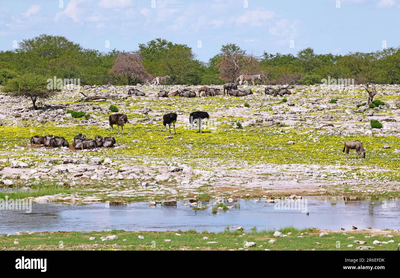 ANIMALS THAT START WITH BL visual data 2