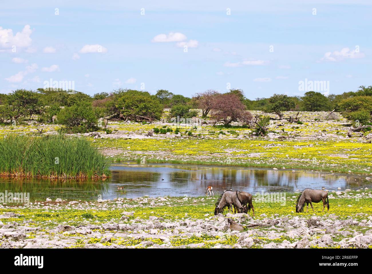 ANIMALS THAT START WITH BL intelligence overview