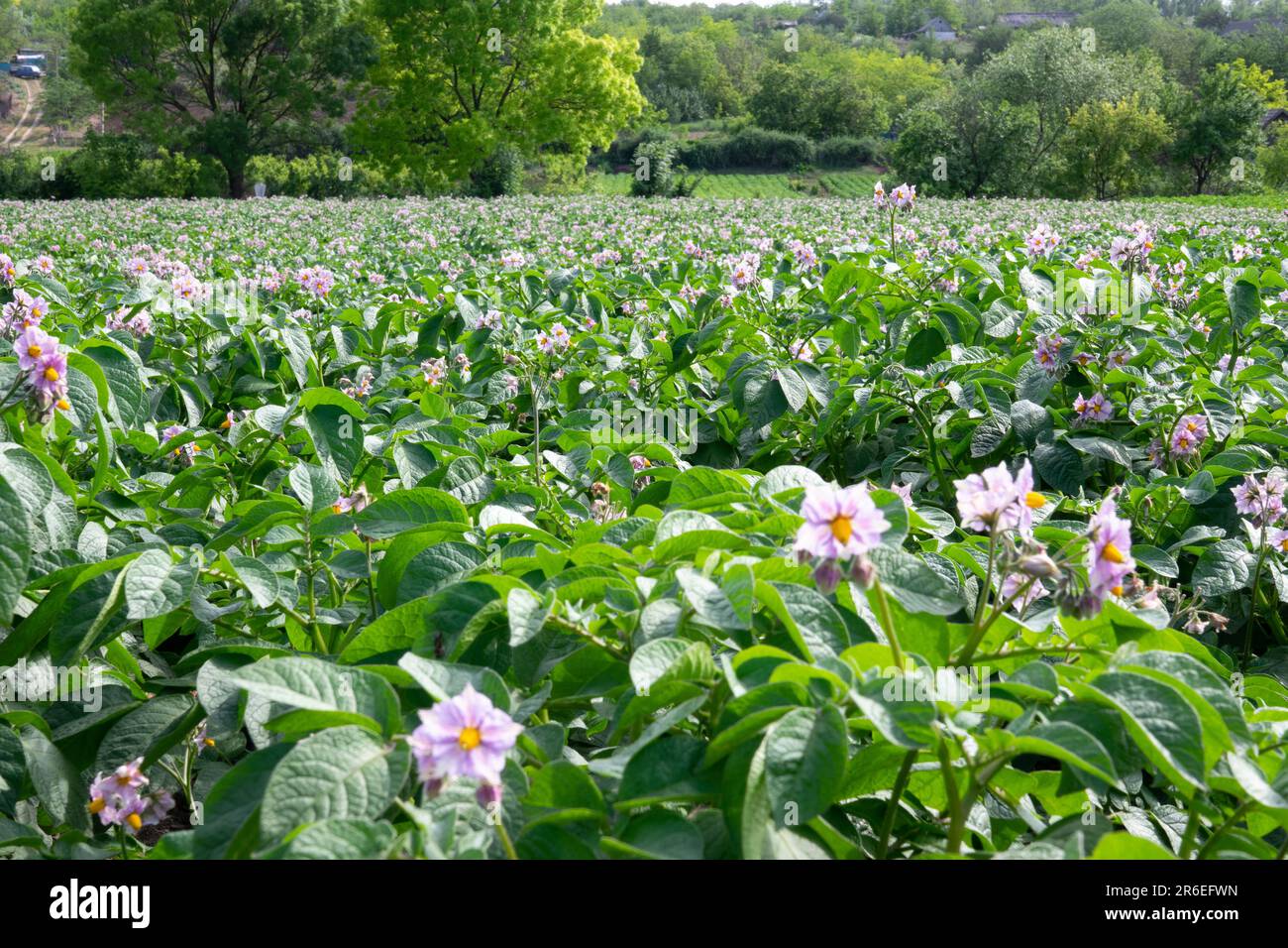 Light violet blooming potato flowers with green leaves on a farm field.  Green bushes of flowering potatoes. Growing potatoes in the countryside  Stock Photo - Alamy