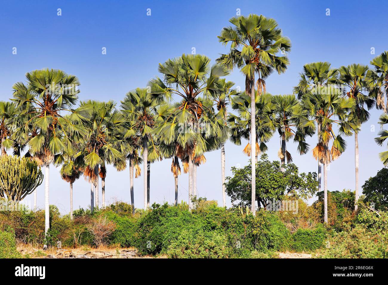 Landschaft mit Plamen im Liwonde-Nationalpark, Malawi Stock Photo