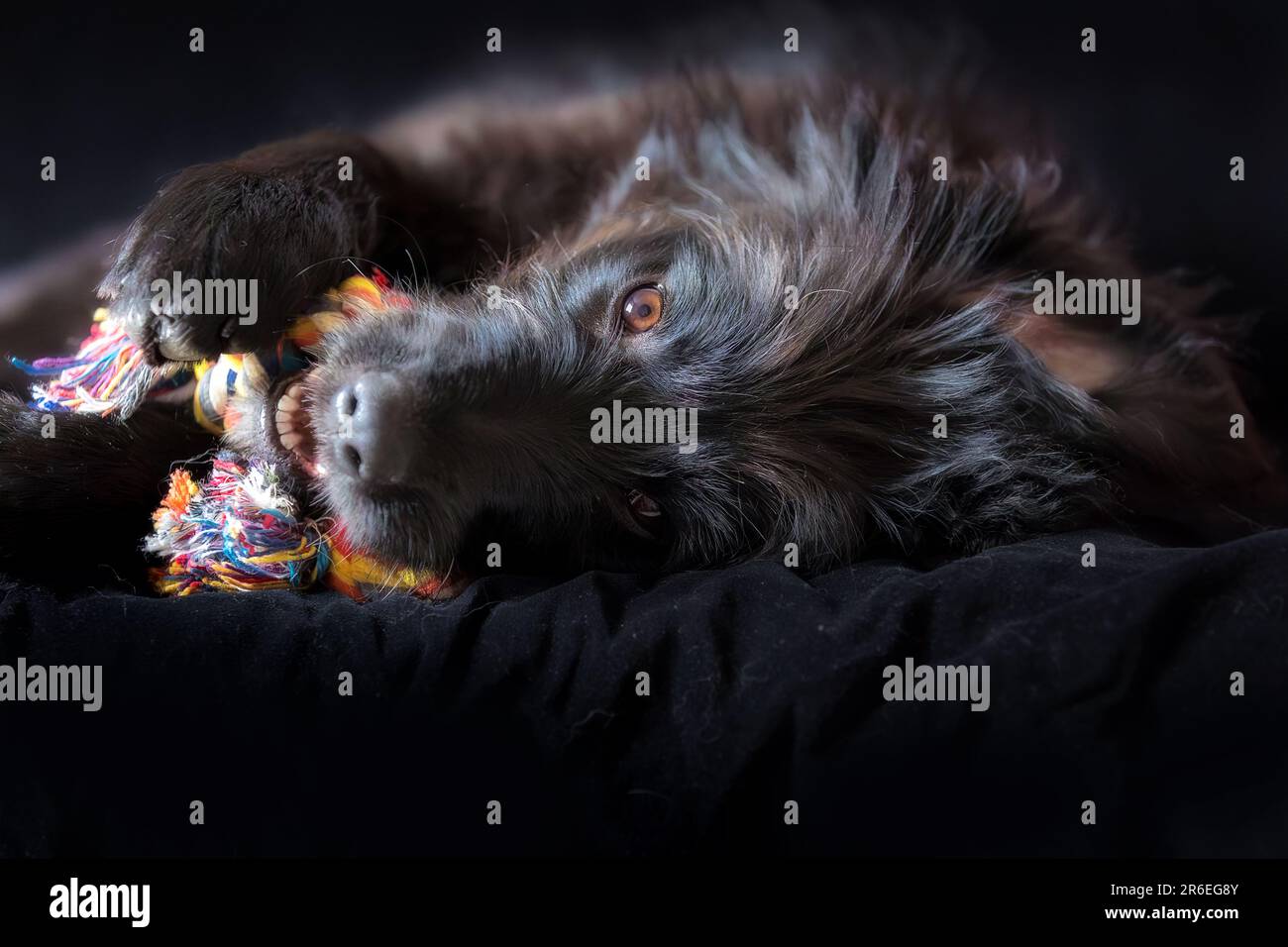 Pet dog pulling or tugging rope hi-res stock photography and images - Page  6 - Alamy