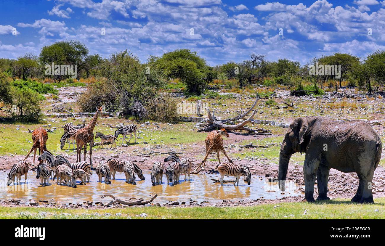 Rushhour am Wasserloch, Etosha-Nationalpark, Namibia Stock Photo