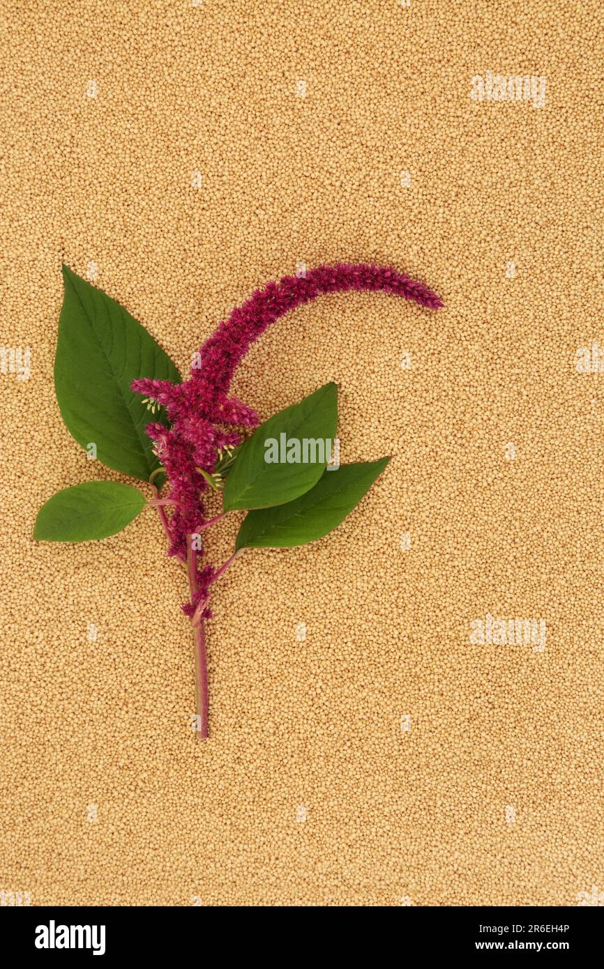 Amaranthus plant in flower with amaranth seed background. Health food