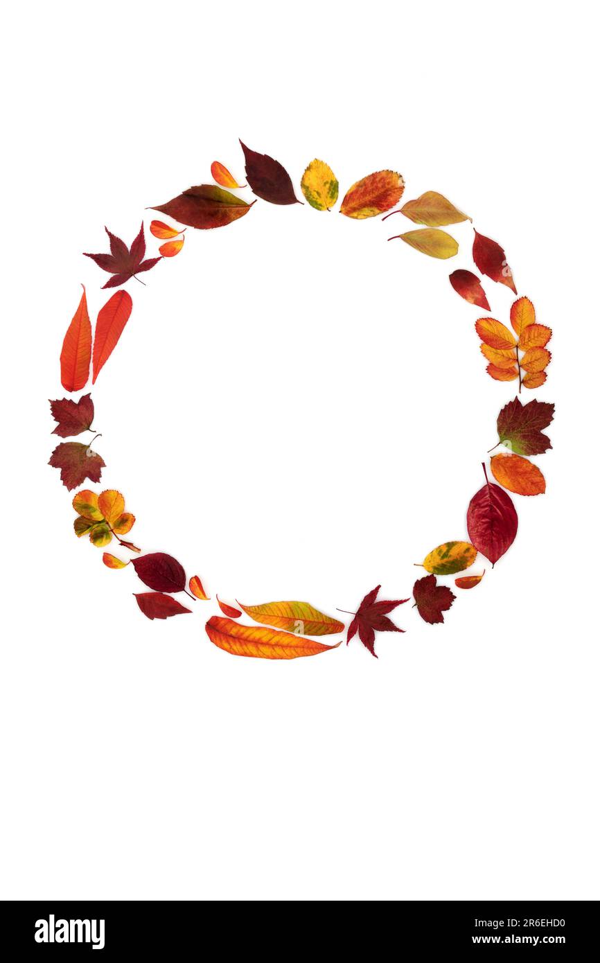 Autumn wreath leaves composition. Abstract nature concept with vivid colorful leaf arrangement. Minimal abstract Fall and Thanksgiving design. Stock Photo