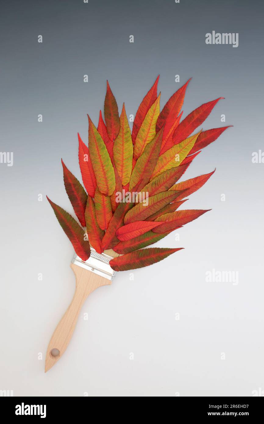 Surreal Autumn and Thanksgiving paintbrush splash with red and orange vivid rhus typhina leaves. Abstract composition colourful on gradient grey white Stock Photo