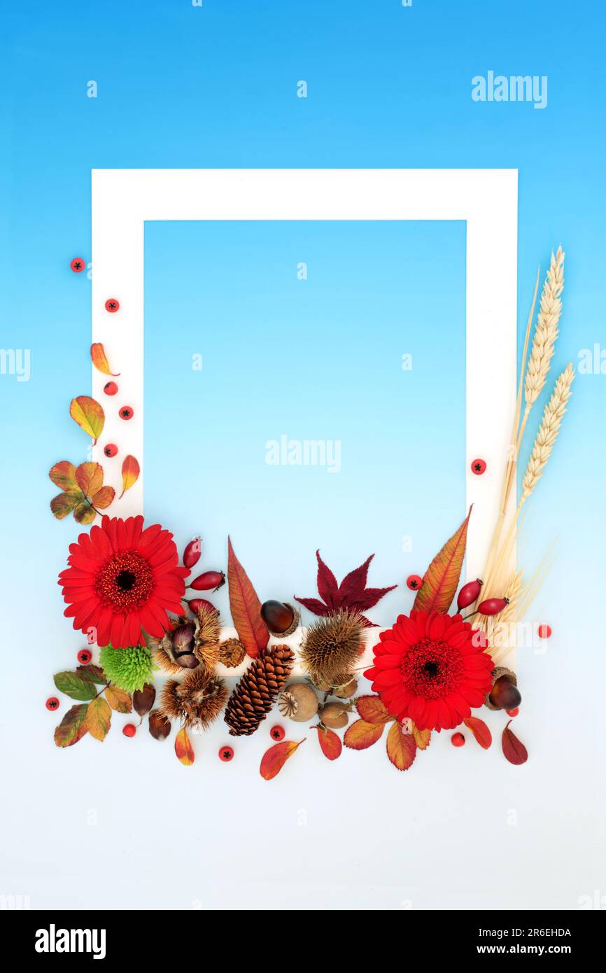Vivid Autumn and Thanksgiving background frame with red leaves and flowers. Nature Fall composition with natural flora. White frame on gradient blue. Stock Photo