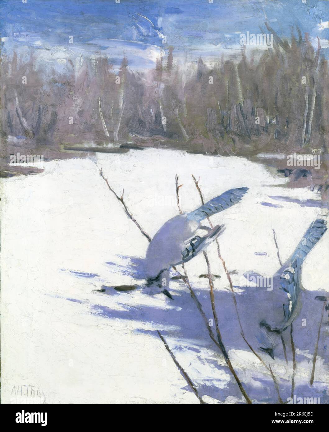Blue Jays in Winter, study for book Concealing Coloration in the Animal Kingdom. oil on canvas. Date: ca. 1905-1909. Museum: Smithsonian American Art Museum. Stock Photo