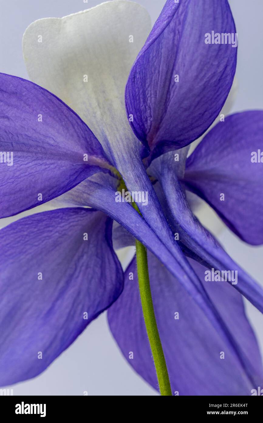A single Granny Bonnet flower viewed from the  back Stock Photo