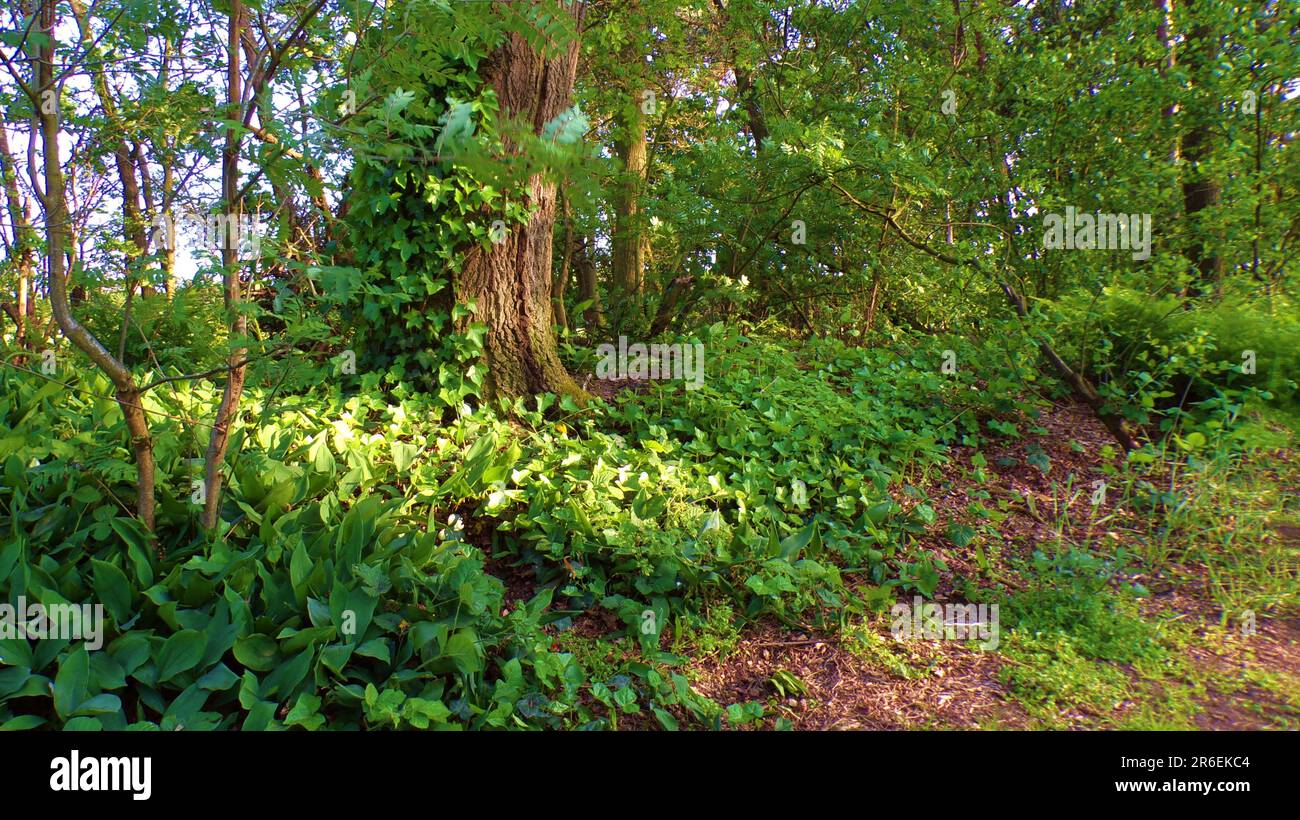 View forest plants in hi-res stock photography and images - Alamy