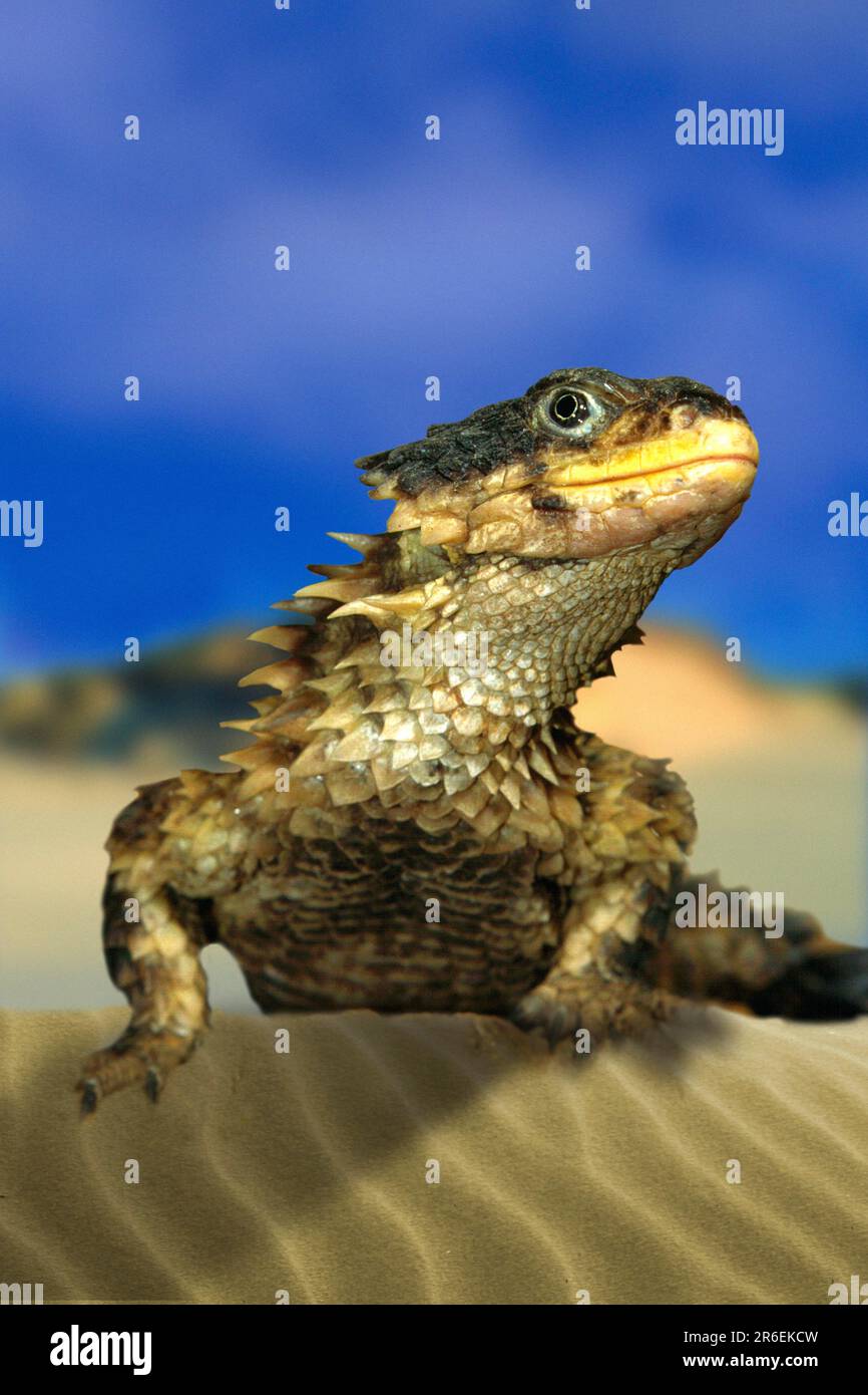 Giant Girdled Lizard (Cordylus giganteus) Stock Photo
