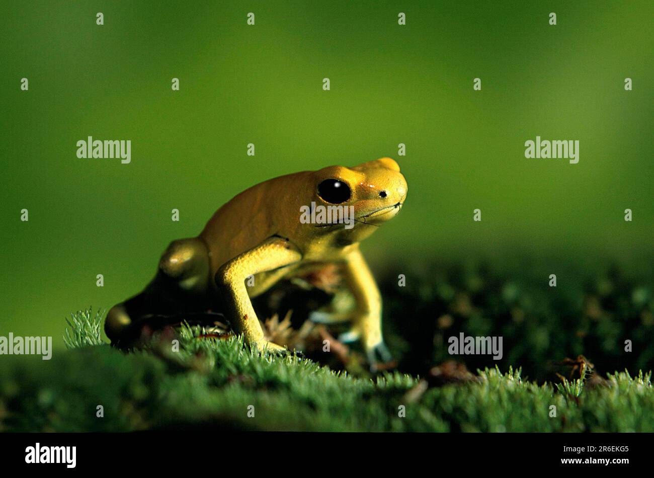 Poison Arrow Frog (Phyllobates terribilis Stock Photo Alamy